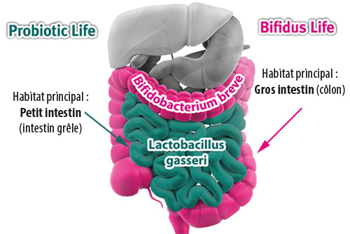 probiotiques, probiotics, Lactobacillus gasseri, L.Gasseri, Qu’est-ce que la flore intestinale (définition), Les probiotiques c’est quoi, Comment choisir ses probiotiques, Les probiotiques pour maigrir